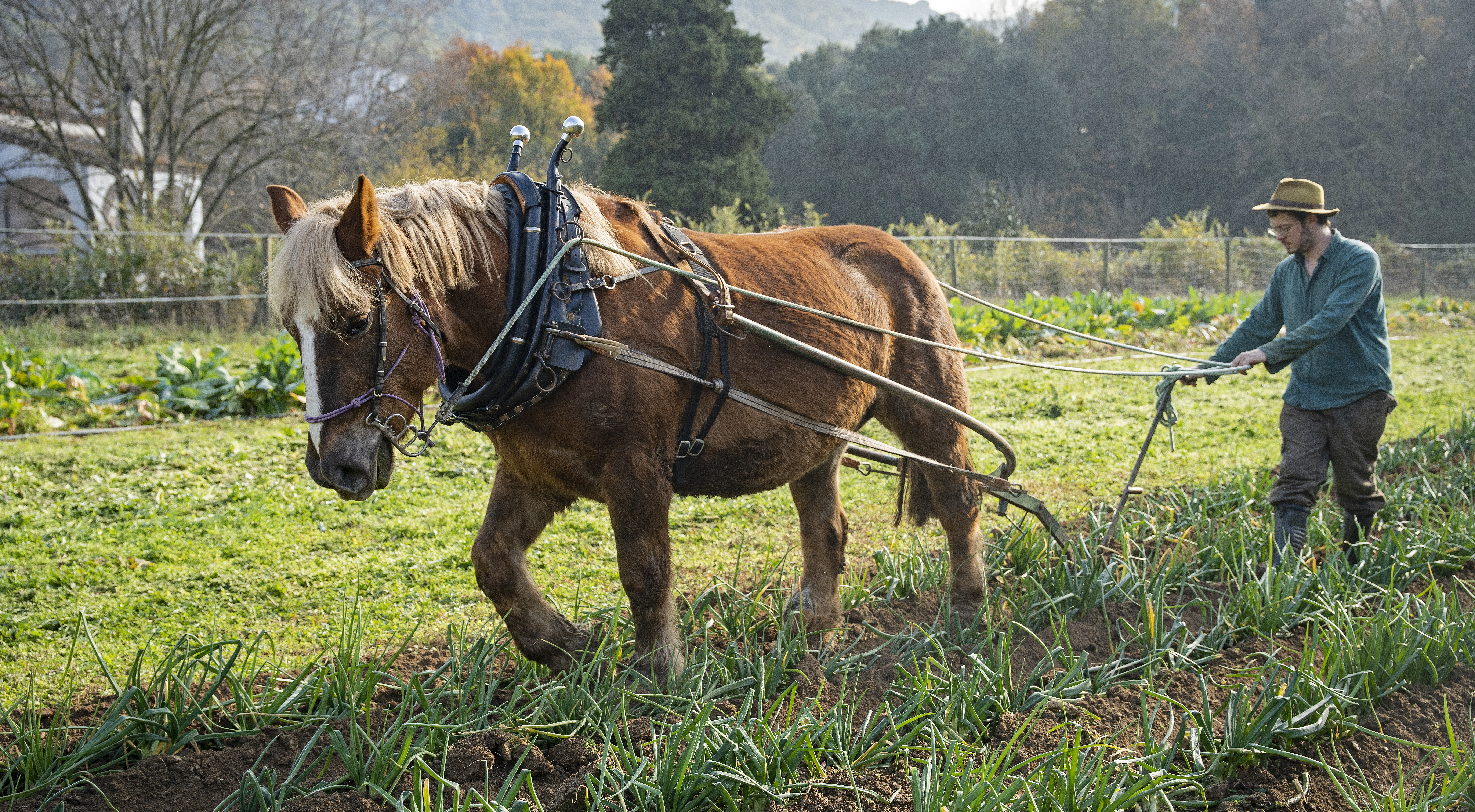 TraccioAnimalElturo2
