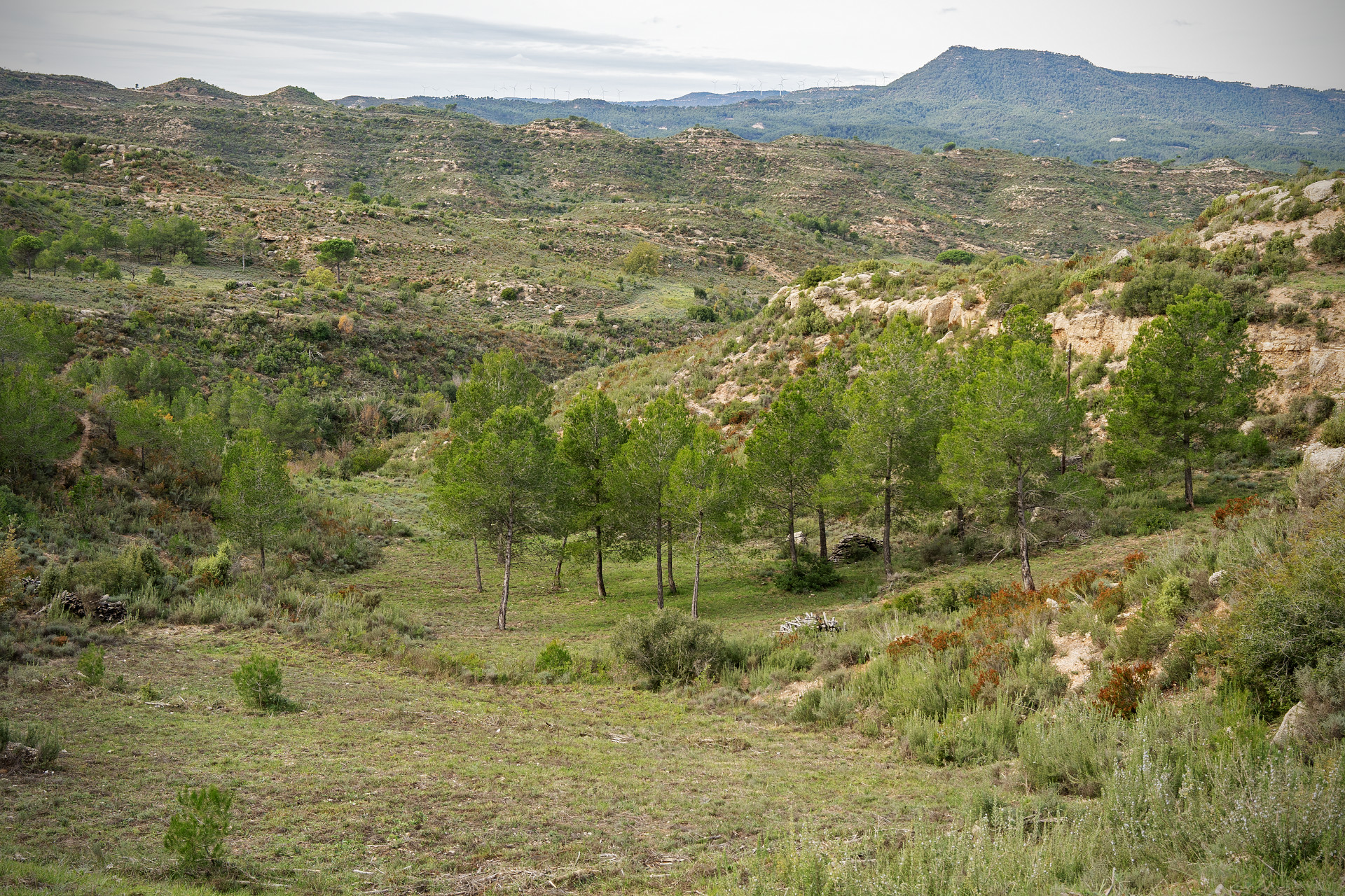 Paisatge agroforestal amb ramaderia. PATXI URIZ