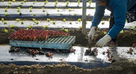 treballant hivernacle EABT