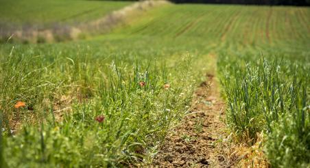camp de llenties Gallecs