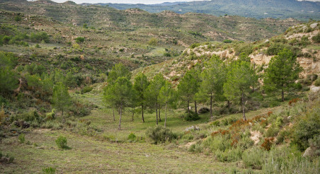 Paisatge agroforestal amb ramaderia. PATXI URIZ