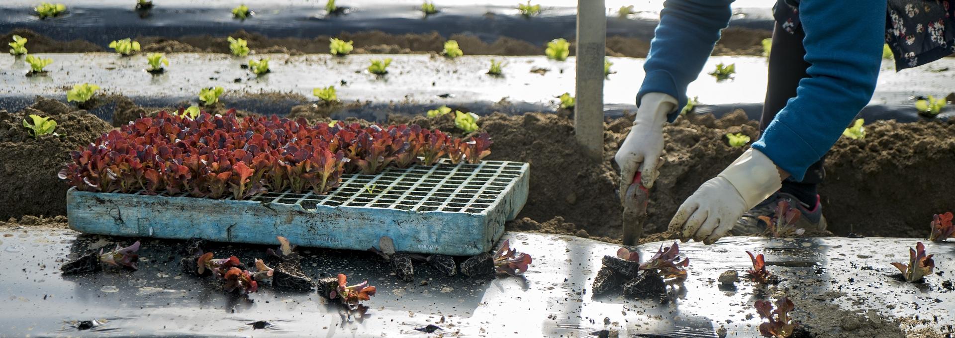 treballant hivernacle EABT