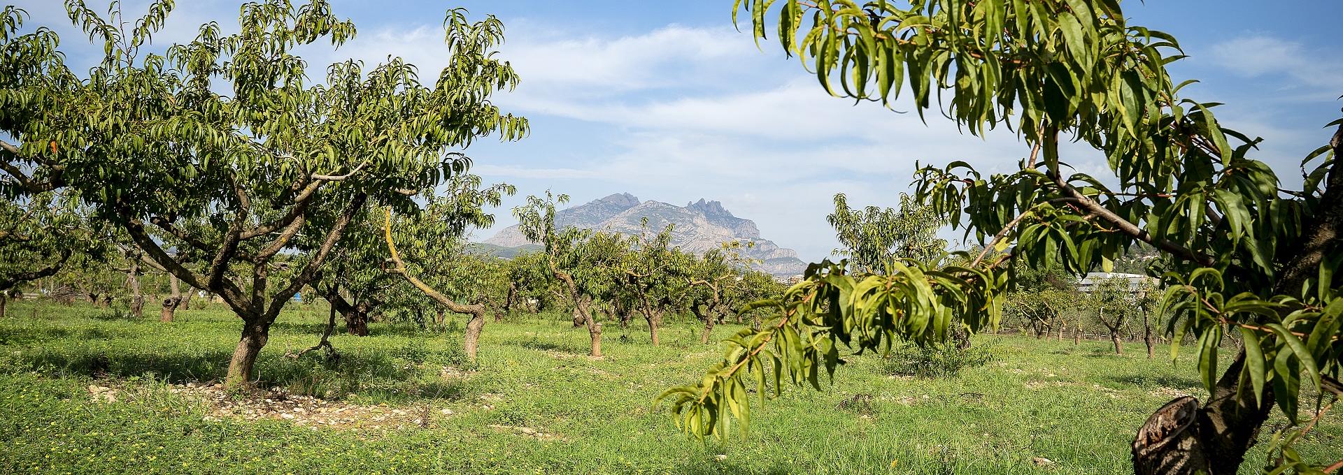 finca a esparreguera