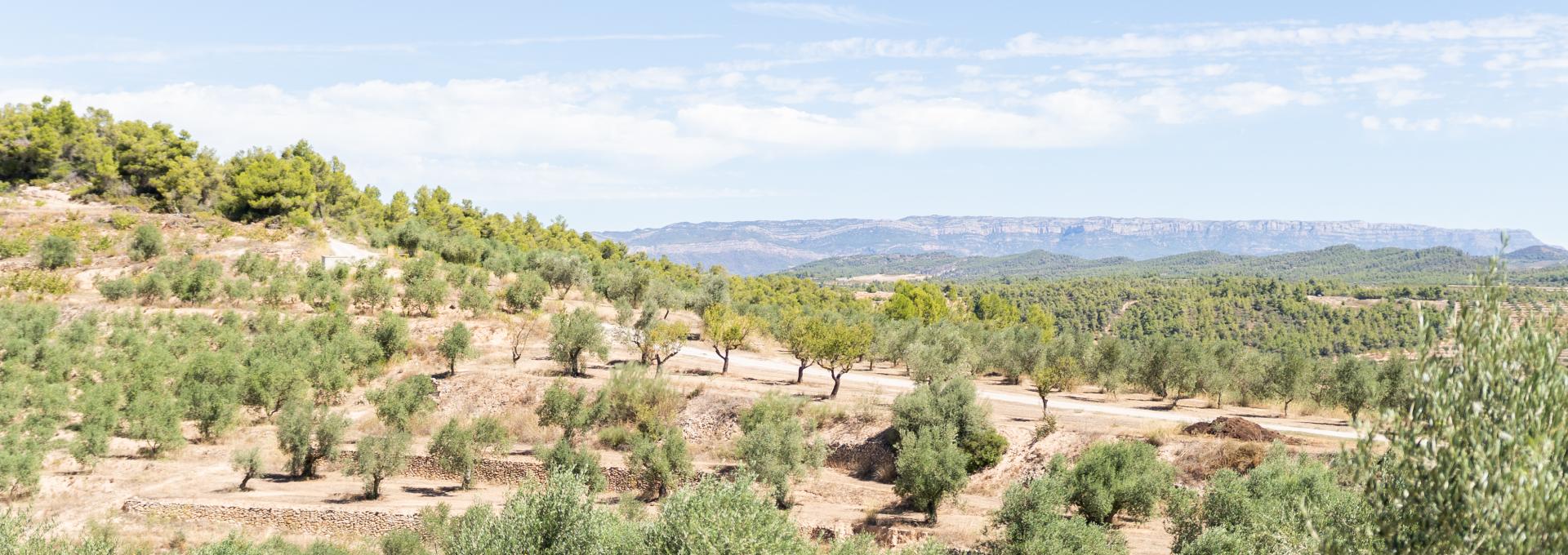 paisatge Priorat